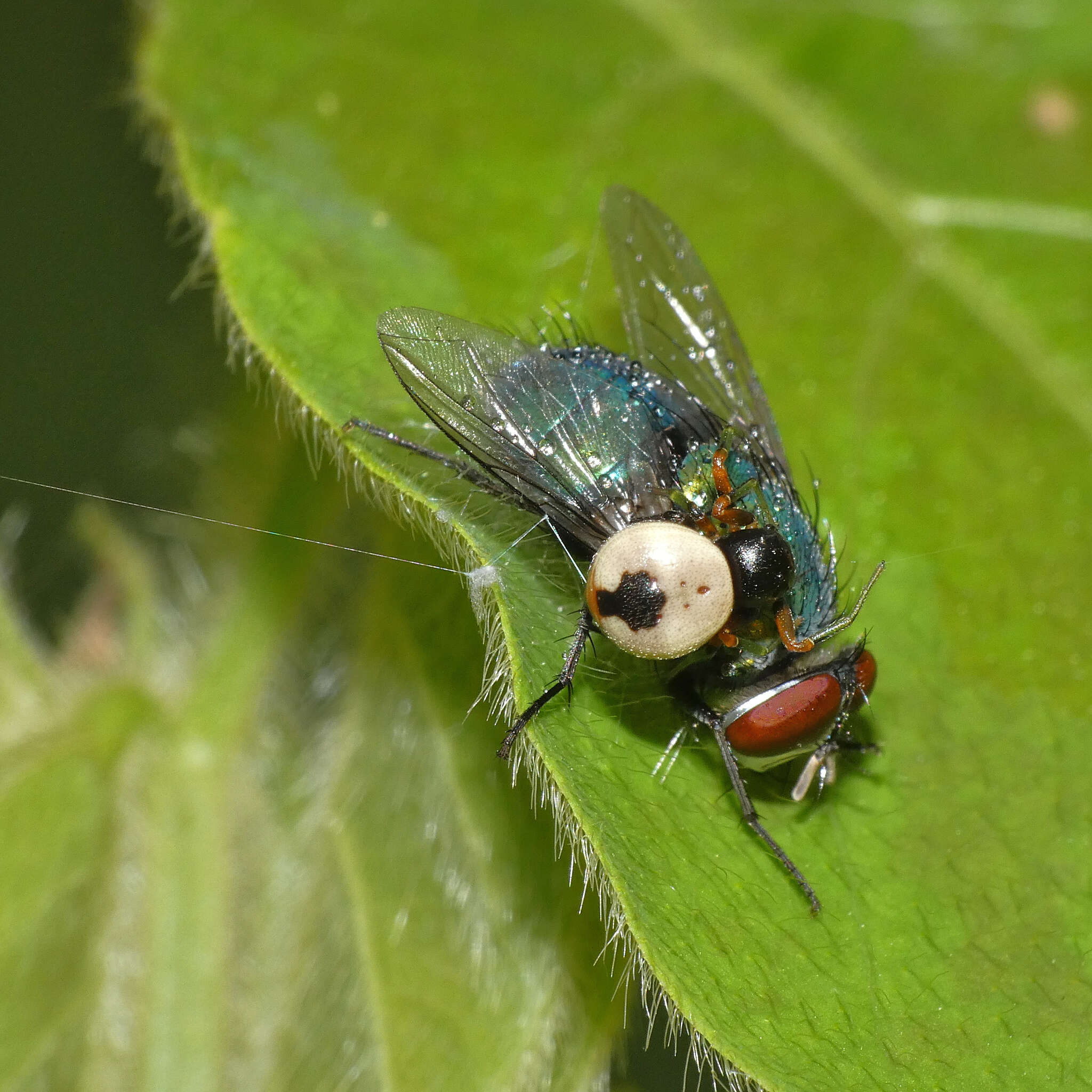 Image of Mystaria savannensis Lewis & Dippenaar-Schoeman 2014