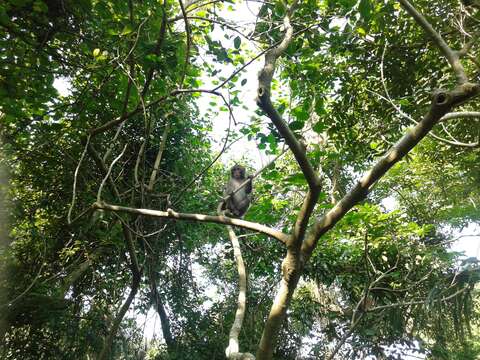 Image of Taiwan macaque