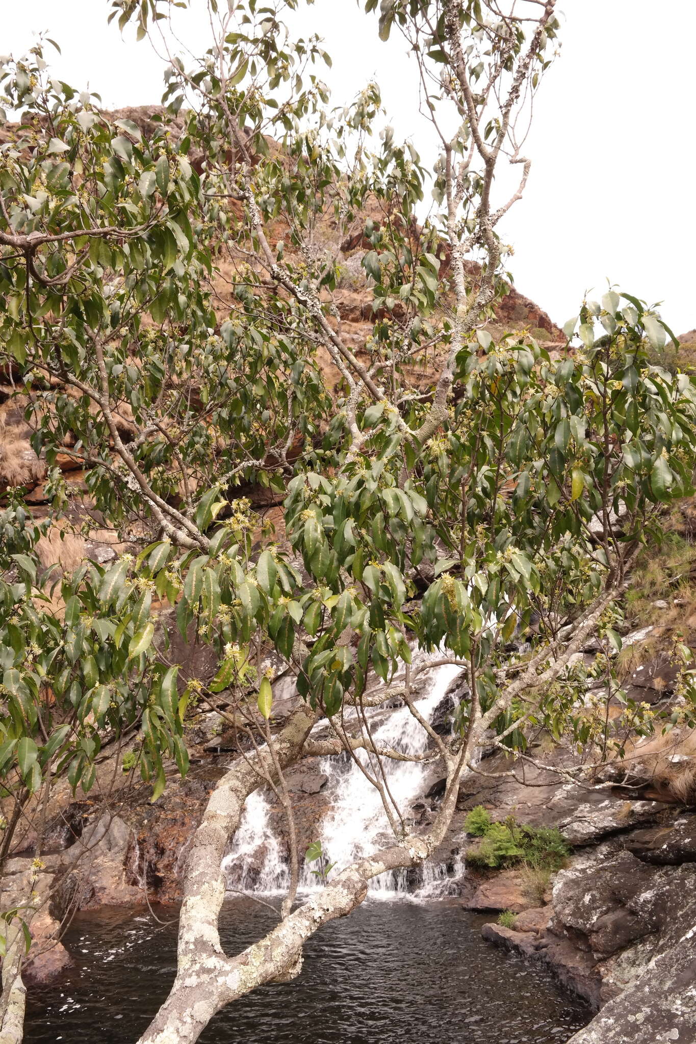 Слика од Cassipourea malosana (Bak.) Alston