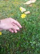 Image of Dwarf Dandelion