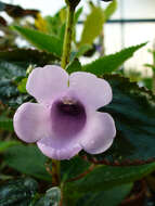 Image of Canterbury bells