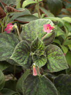 Image of kohleria