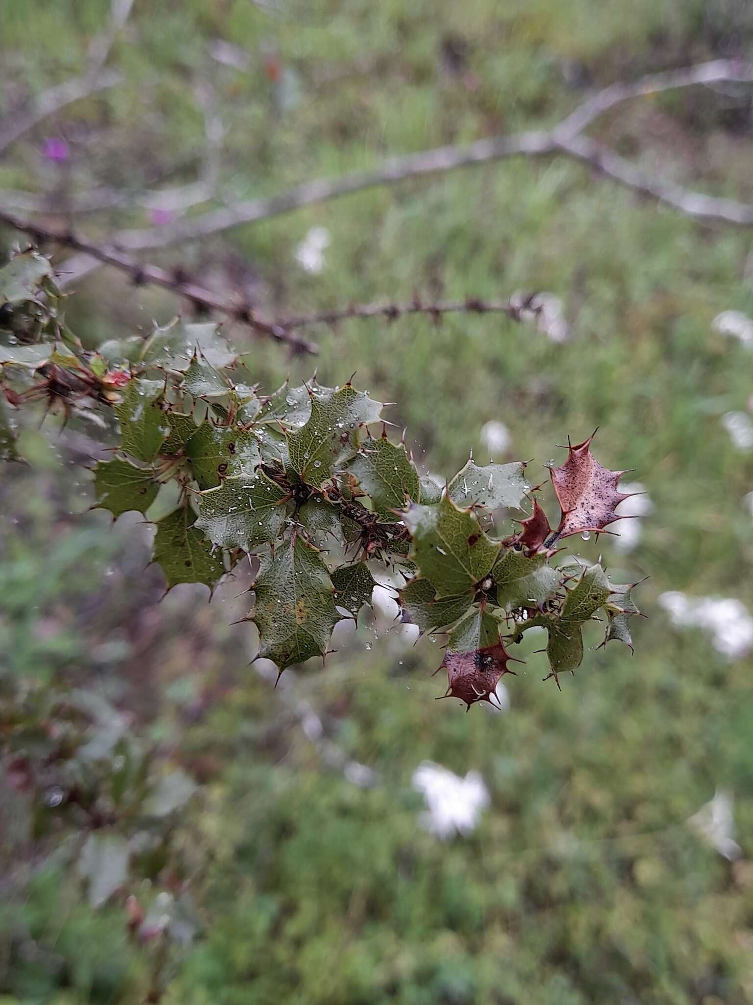 Image of Berberis actinacantha Mart. ex Schult. fil.