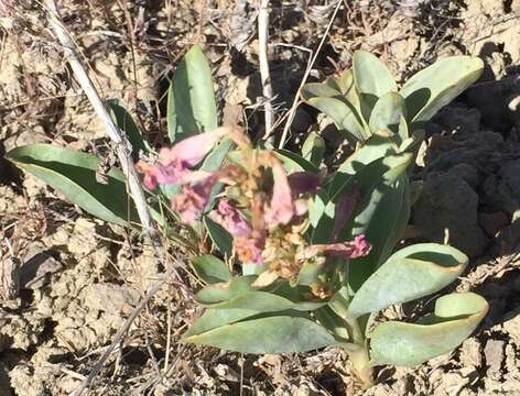 Image of Flowers' beardtongue