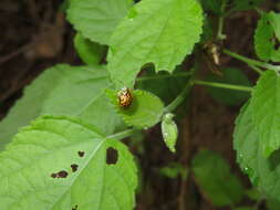 Image of Cteisella confusa (Boheman 1855)