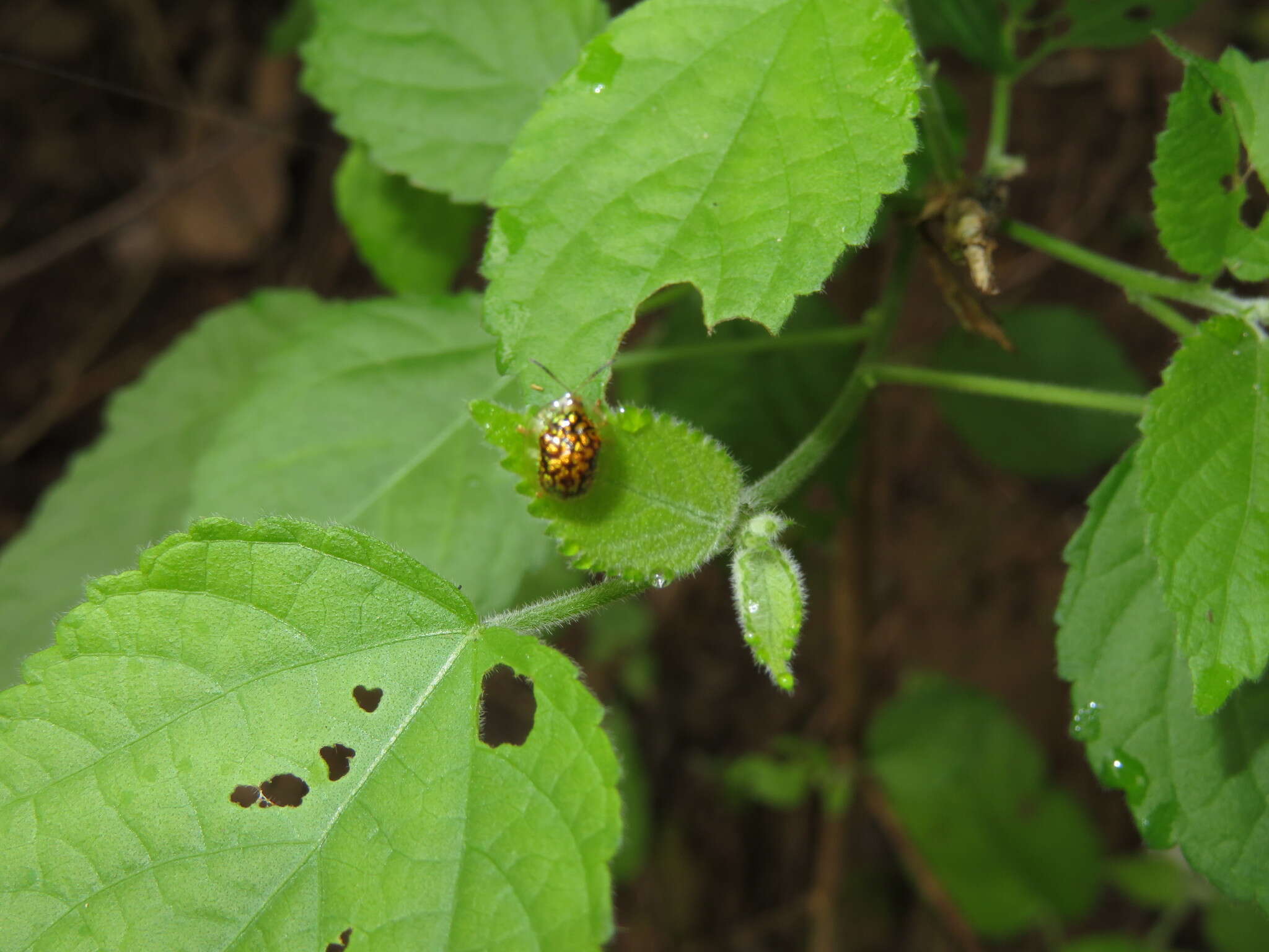 Image of Cteisella confusa (Boheman 1855)