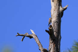 Image of Little Sparrow Hawk