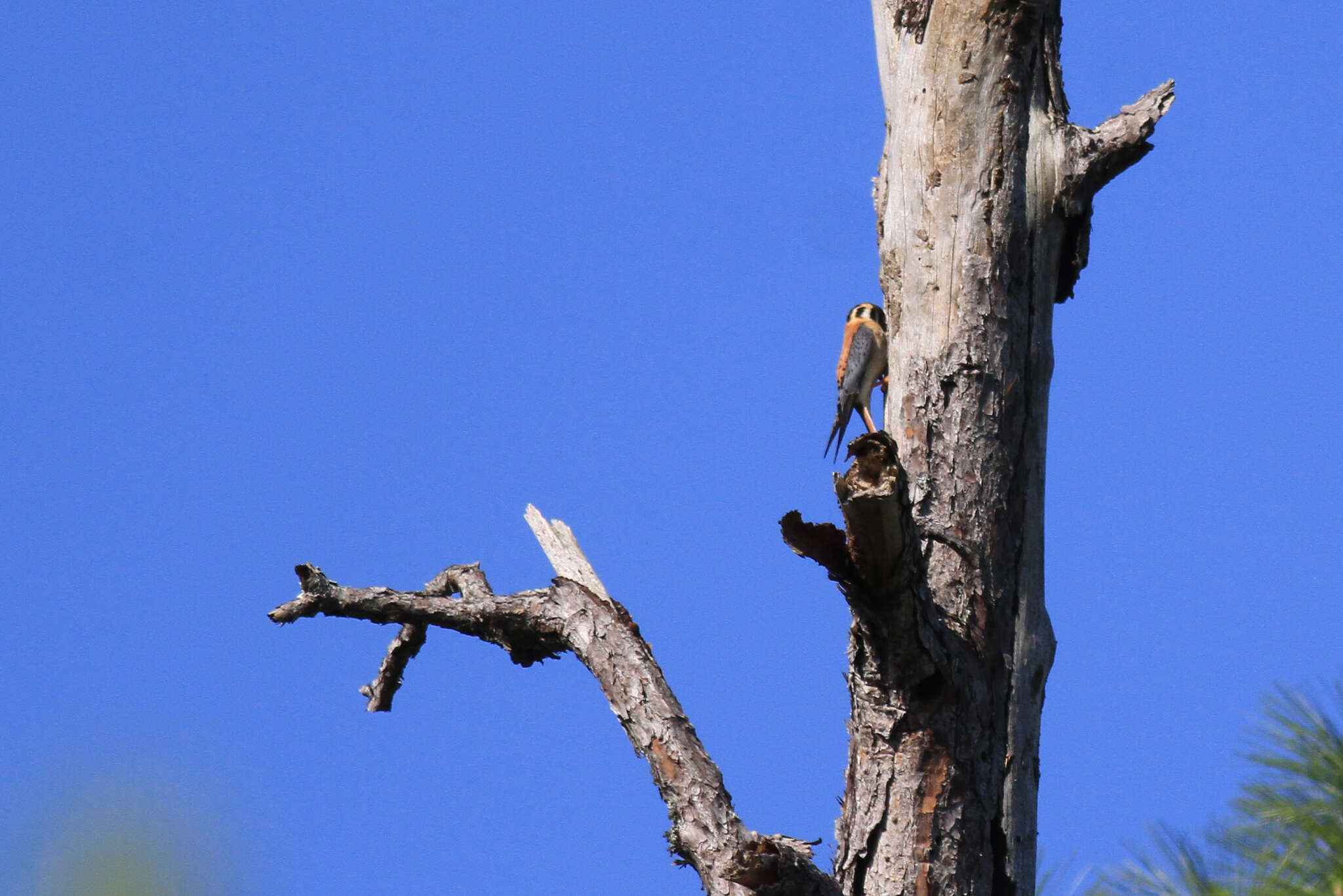 Image of Little Sparrow Hawk