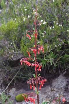 Imagem de Phygelius capensis E. Mey. ex Benth.