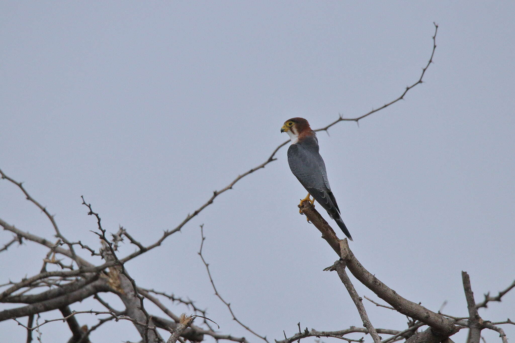 Image of Red-headed Falcon