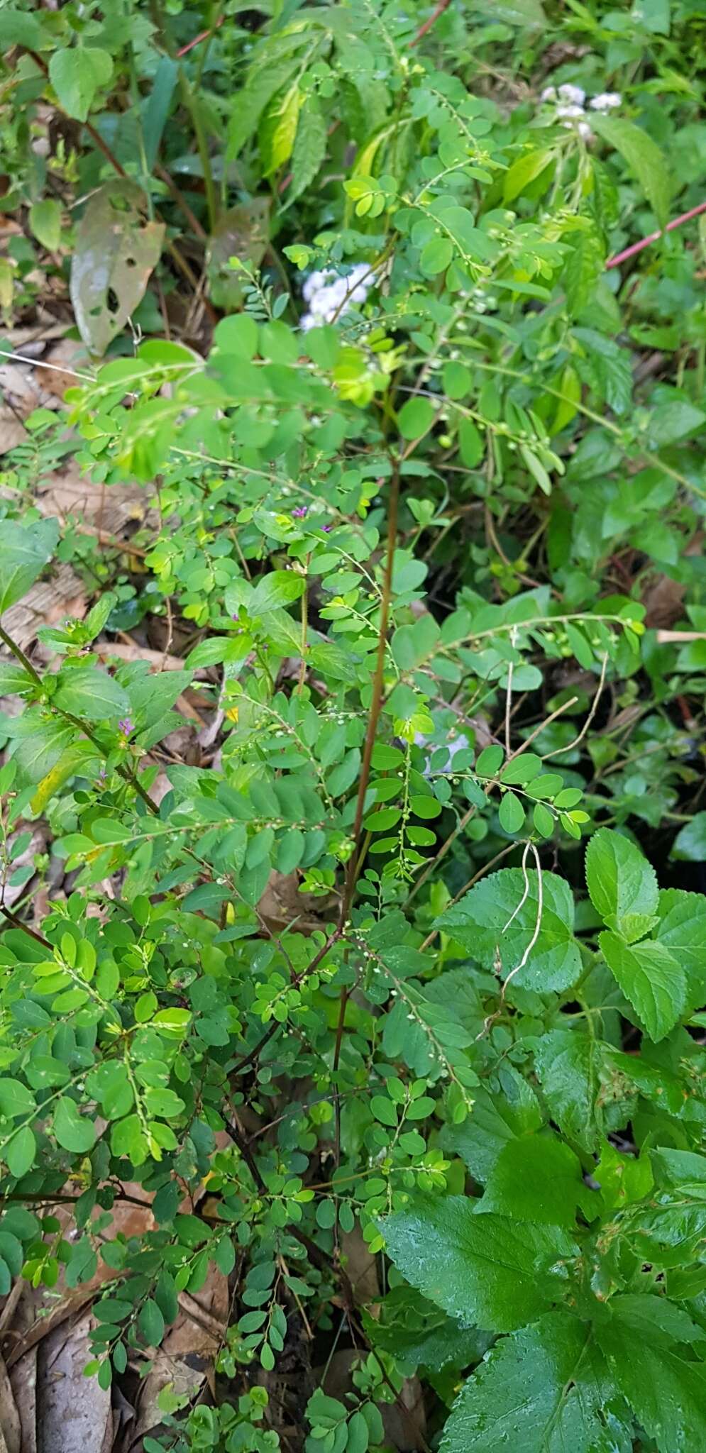 Image de Phyllanthus tenellus Roxb.