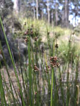 Imagem de Juncus astreptus L. A. S. Johnson