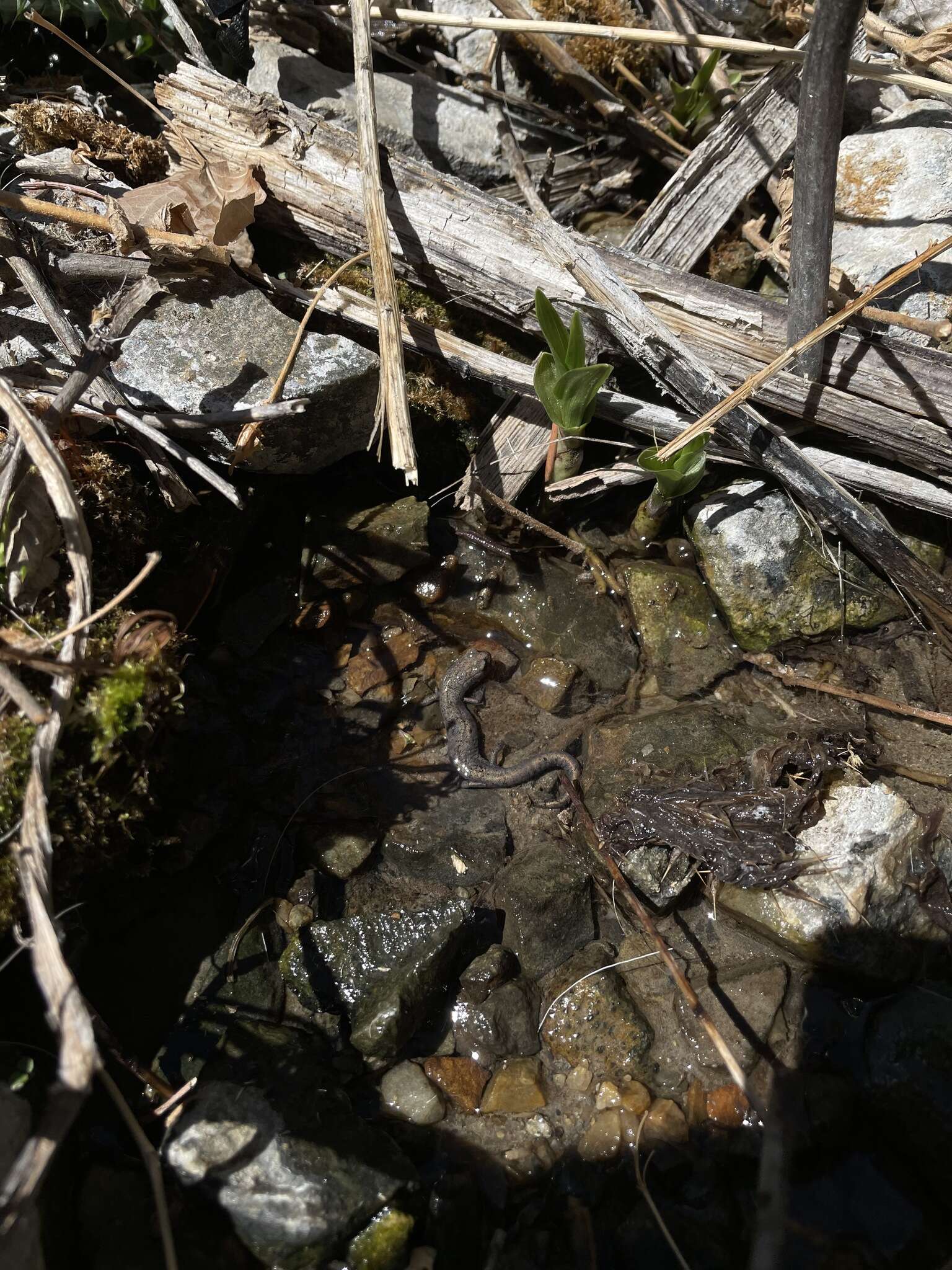 Image of Inyo Mountains Salamander