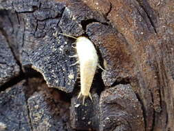 Image of Mirolepisma deserticola Silvestri 1938
