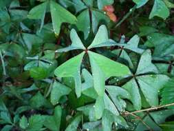 Image of Four-leaved Sorrel