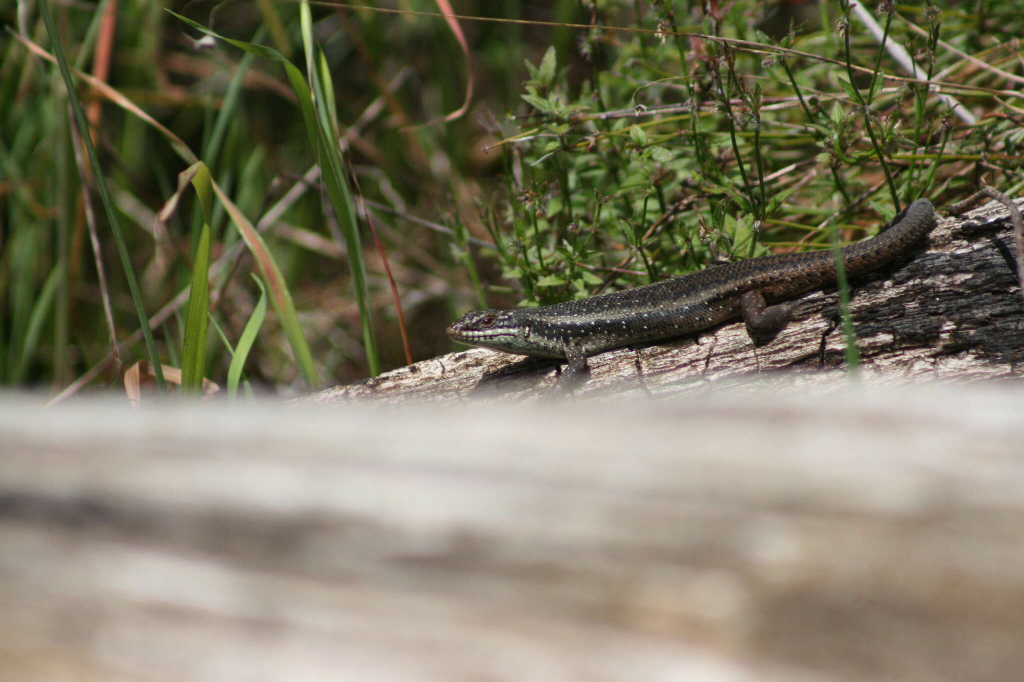 Plancia ëd Egernia napoleonis (Gray 1838)