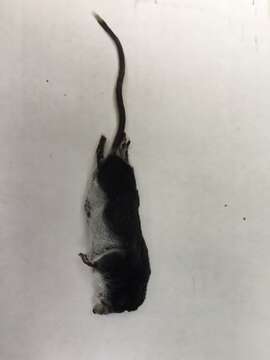 Image of American Water Shrew