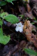 Image of Odontochilus hasseltii (Blume) J. J. Wood