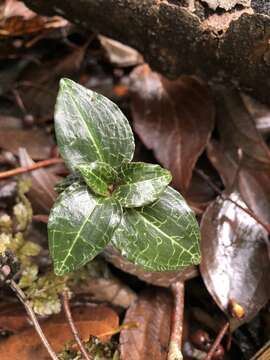 Image of Goodyera biflora (Lindl.) Hook. fil.