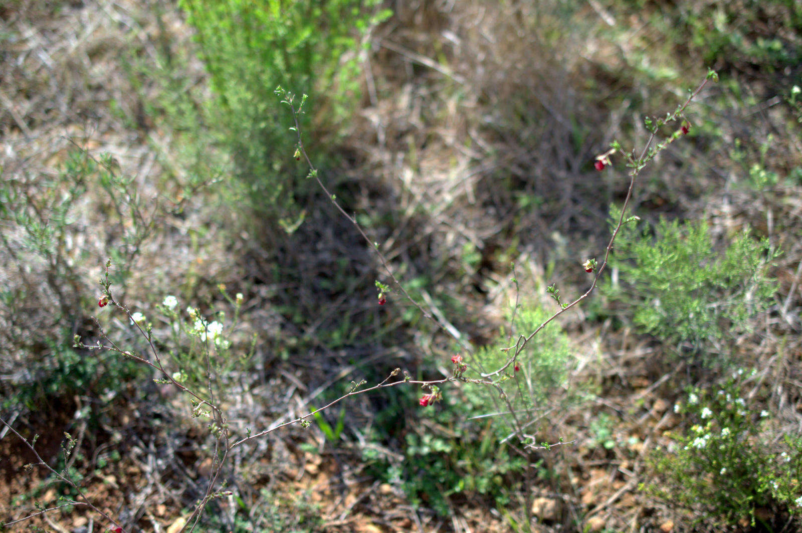 Image of Hermannia flammula Harv.