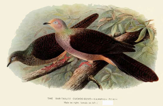 Image of Barred Cuckoo Dove