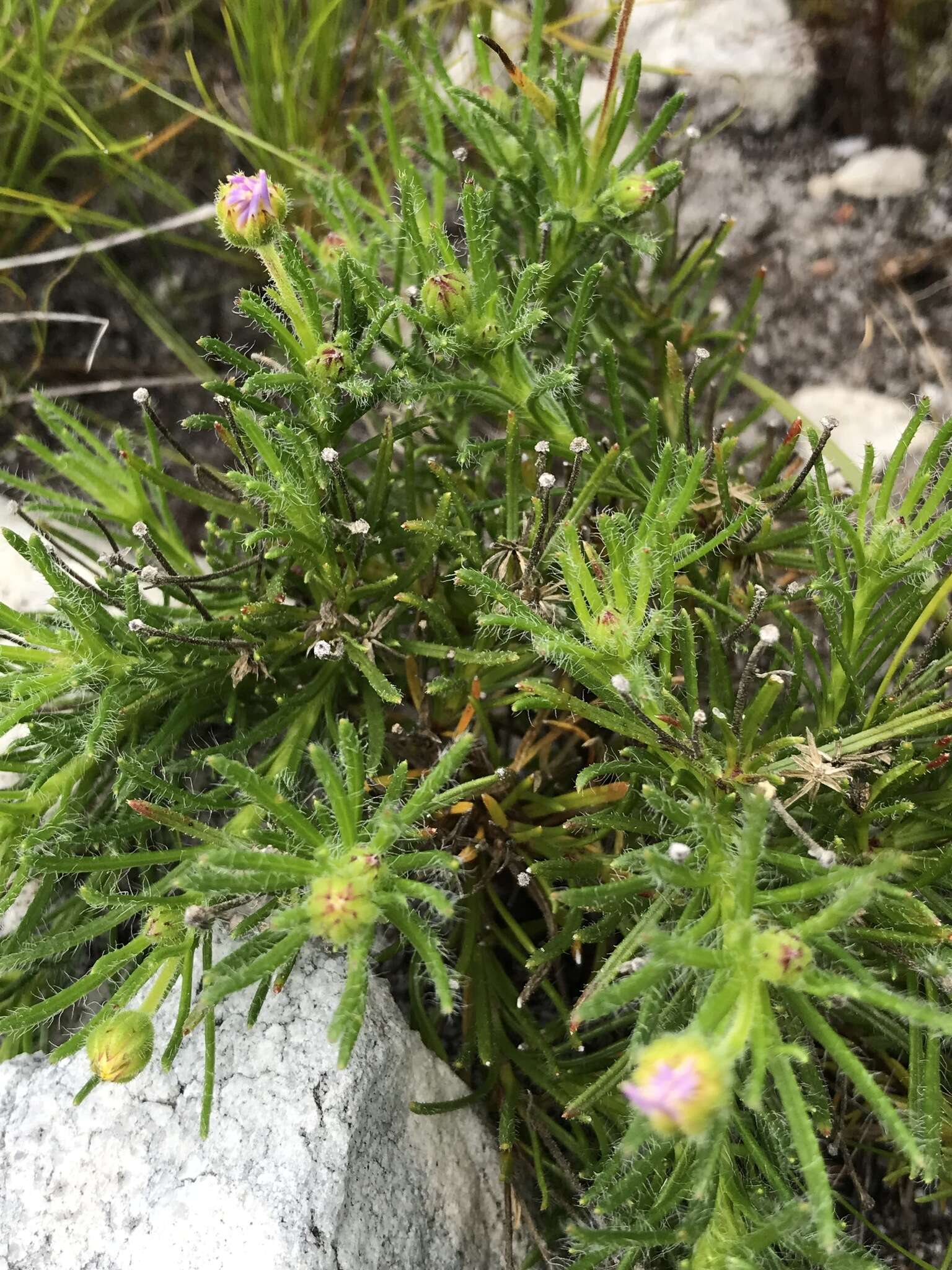 Image of Zyrphelis foliosa (Harv.) Kuntze