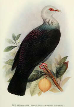 Image of Andaman Wood Pigeon