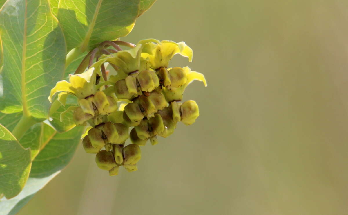 Sivun Asclepias glaucophylla (Schltr.) Schltr. kuva