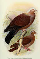 Image of Pale-capped Pigeon