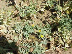 Image of Yellow Horned Poppy