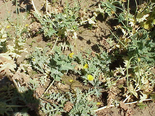 Image of Yellow Horned Poppy