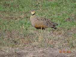 Image of Yellow-throated Sandgrouse