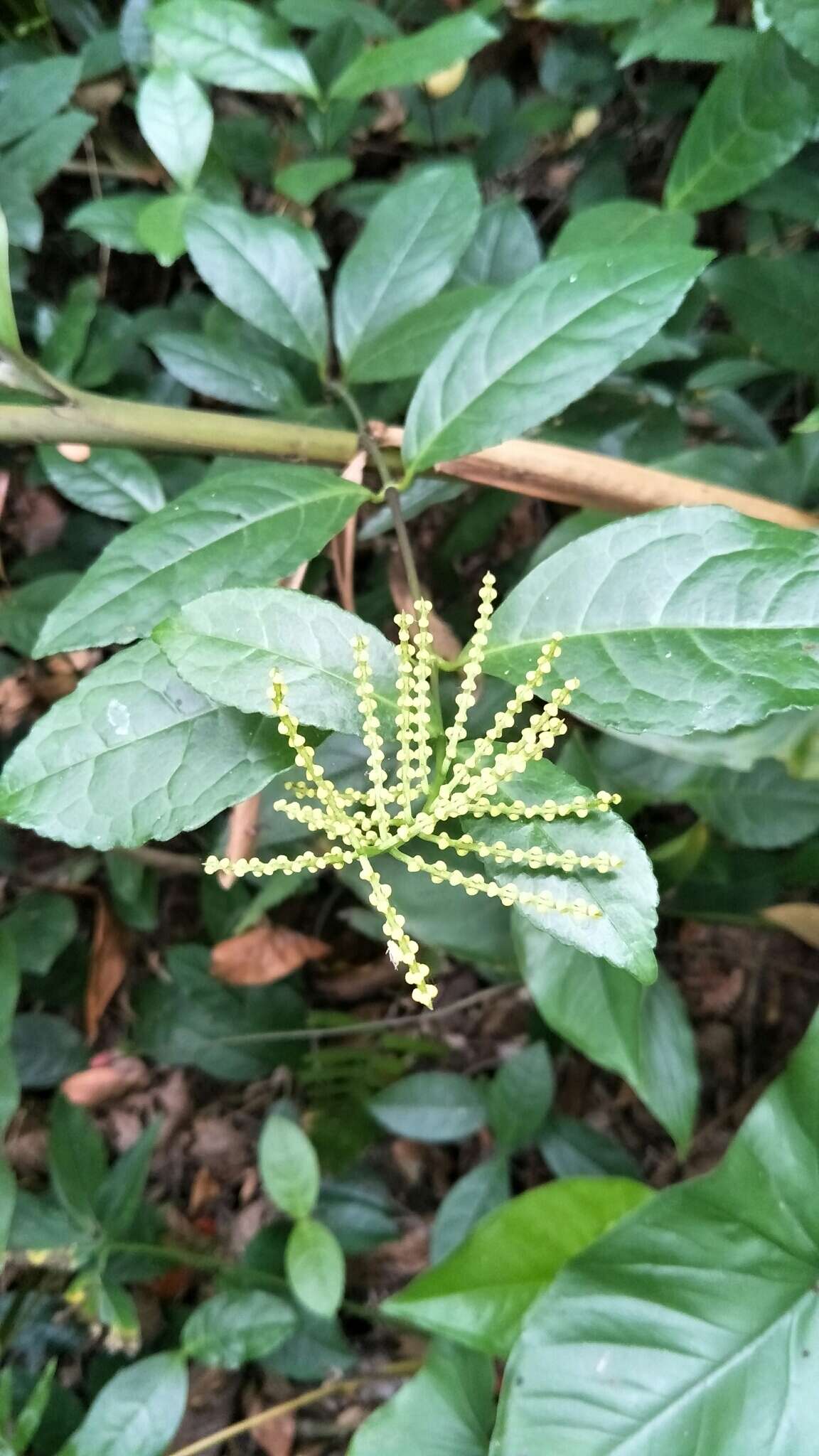 Chloranthus resmi