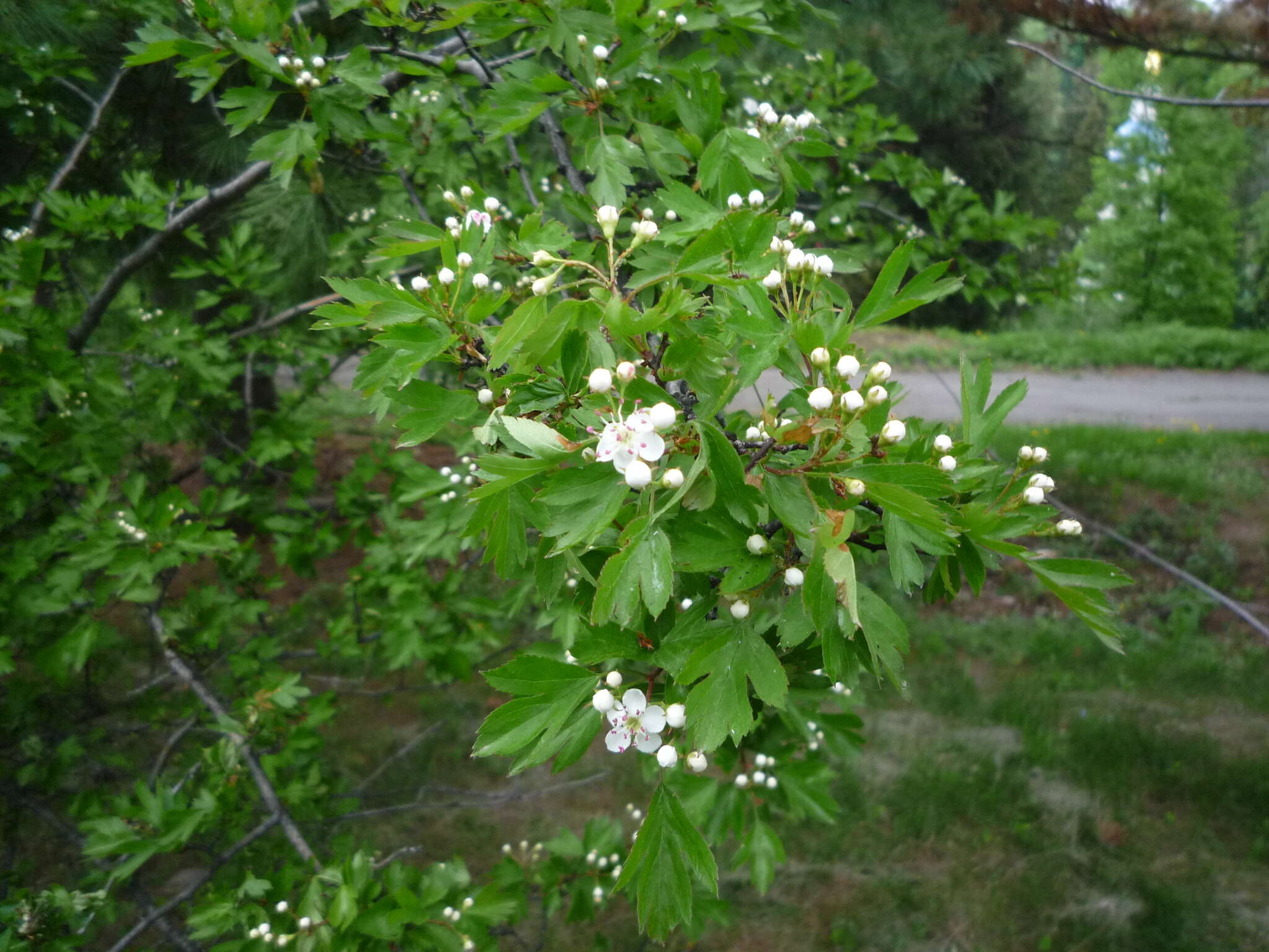 Слика од Crataegus rhipidophylla Gand.