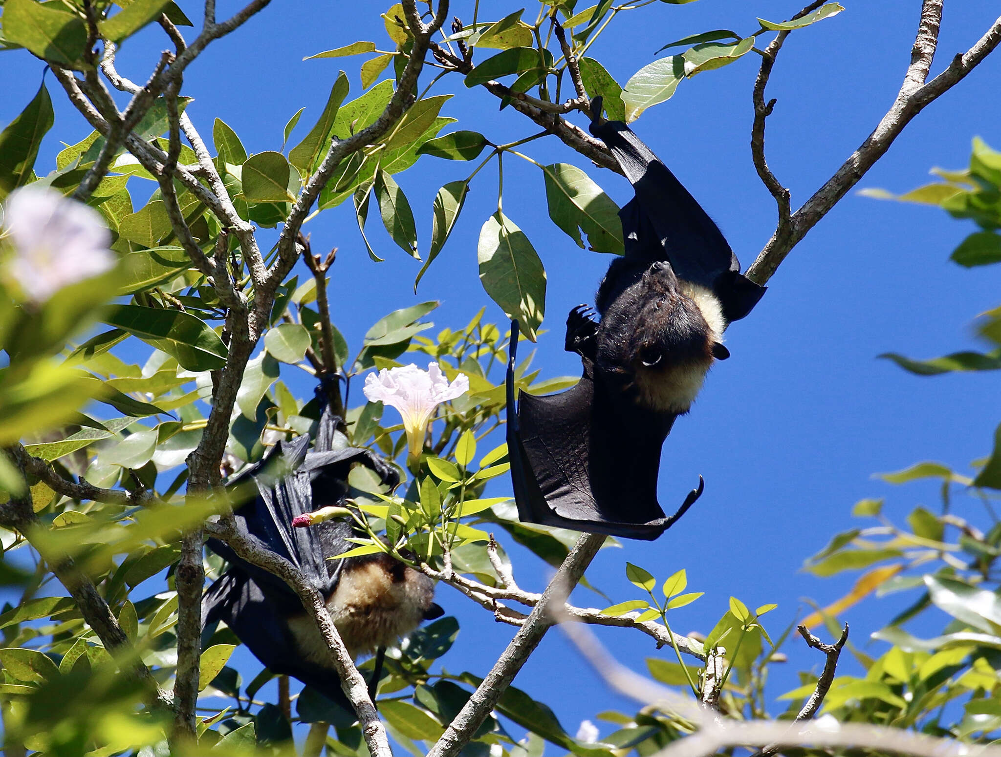 Image of Insular Flying Fox