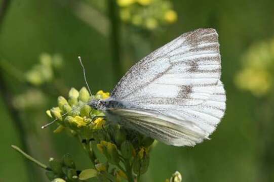 Image of Pieris balcana Lorkovic 1970