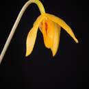 Image of Bulbophyllum patella J. J. Verm.