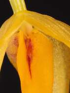 Image of Bulbophyllum patella J. J. Verm.