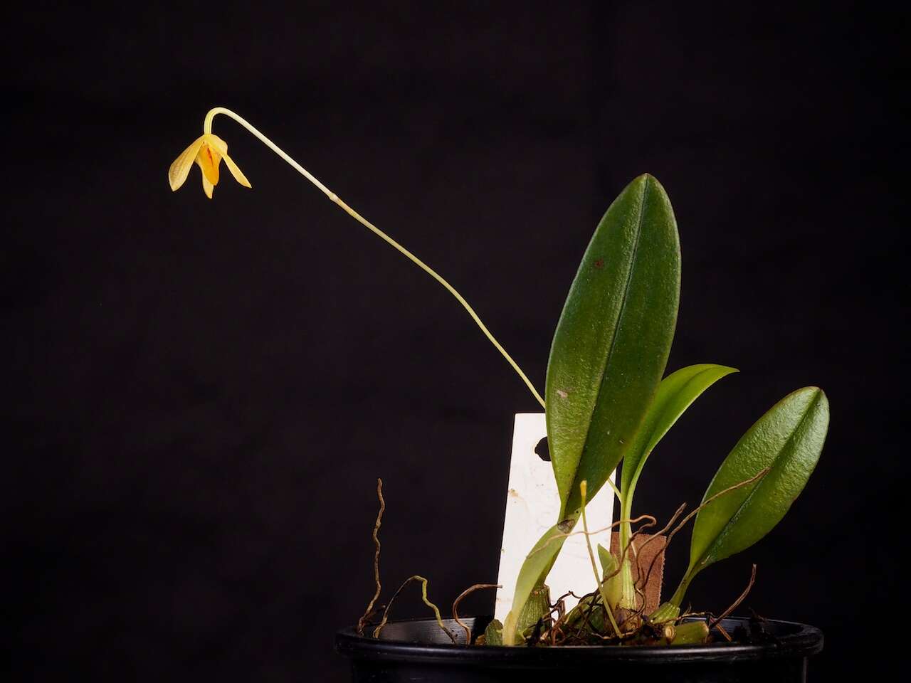 Imagem de Bulbophyllum patella J. J. Verm.