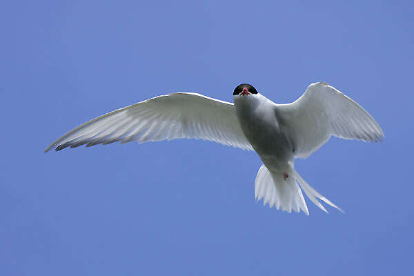 Image of Antarctic Tern