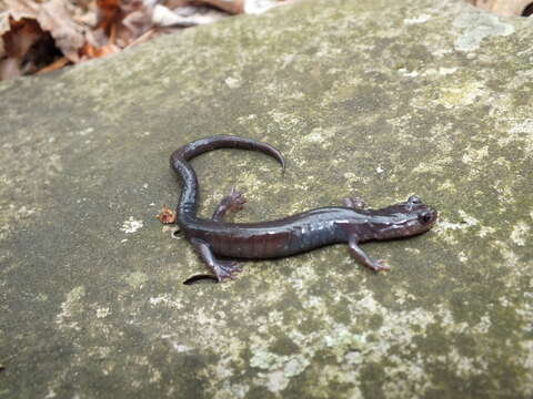 Plancia ëd Plethodon wehrlei Fowler & Dunn 1917