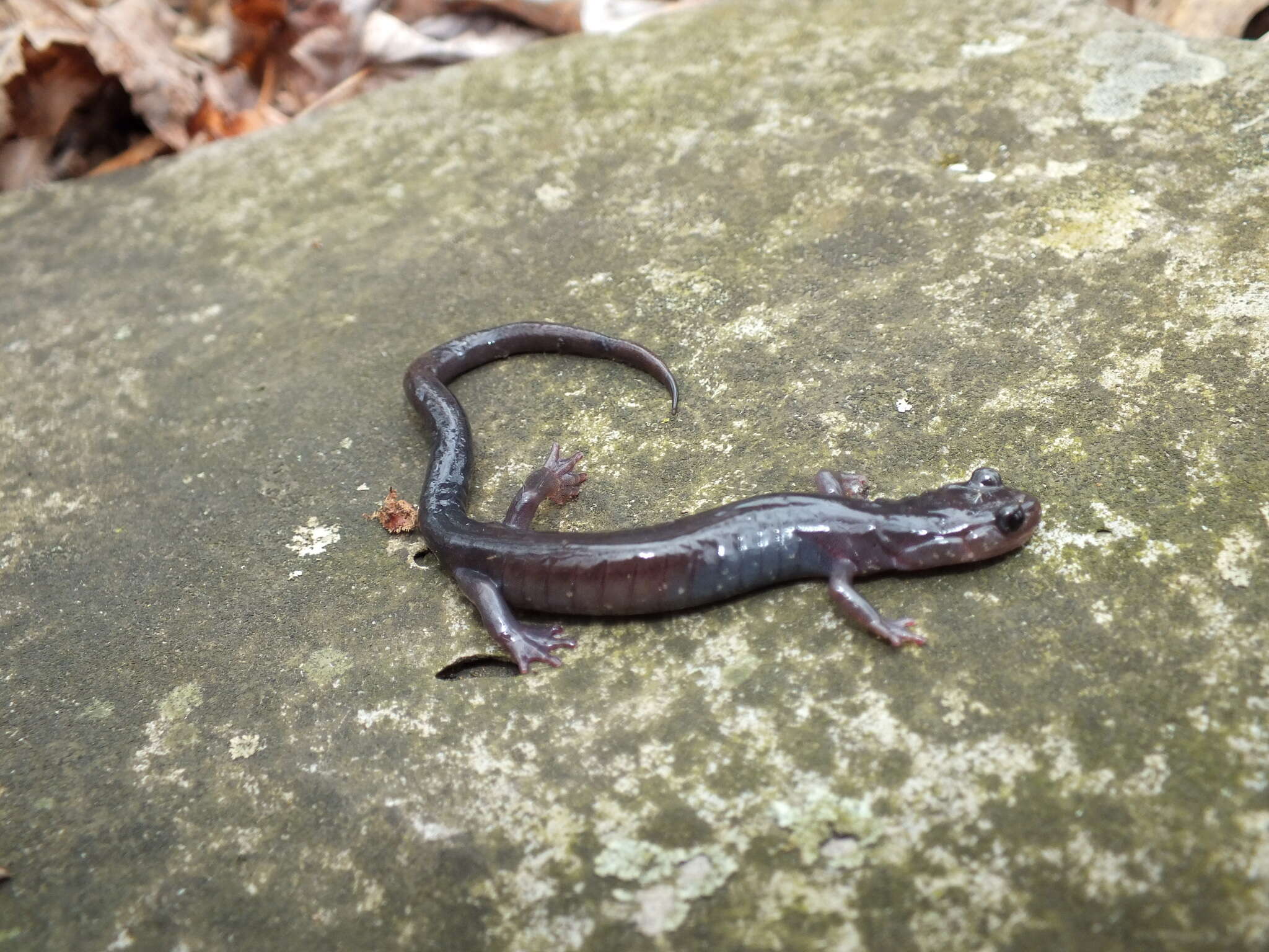 Image of Wehrle's Salamander