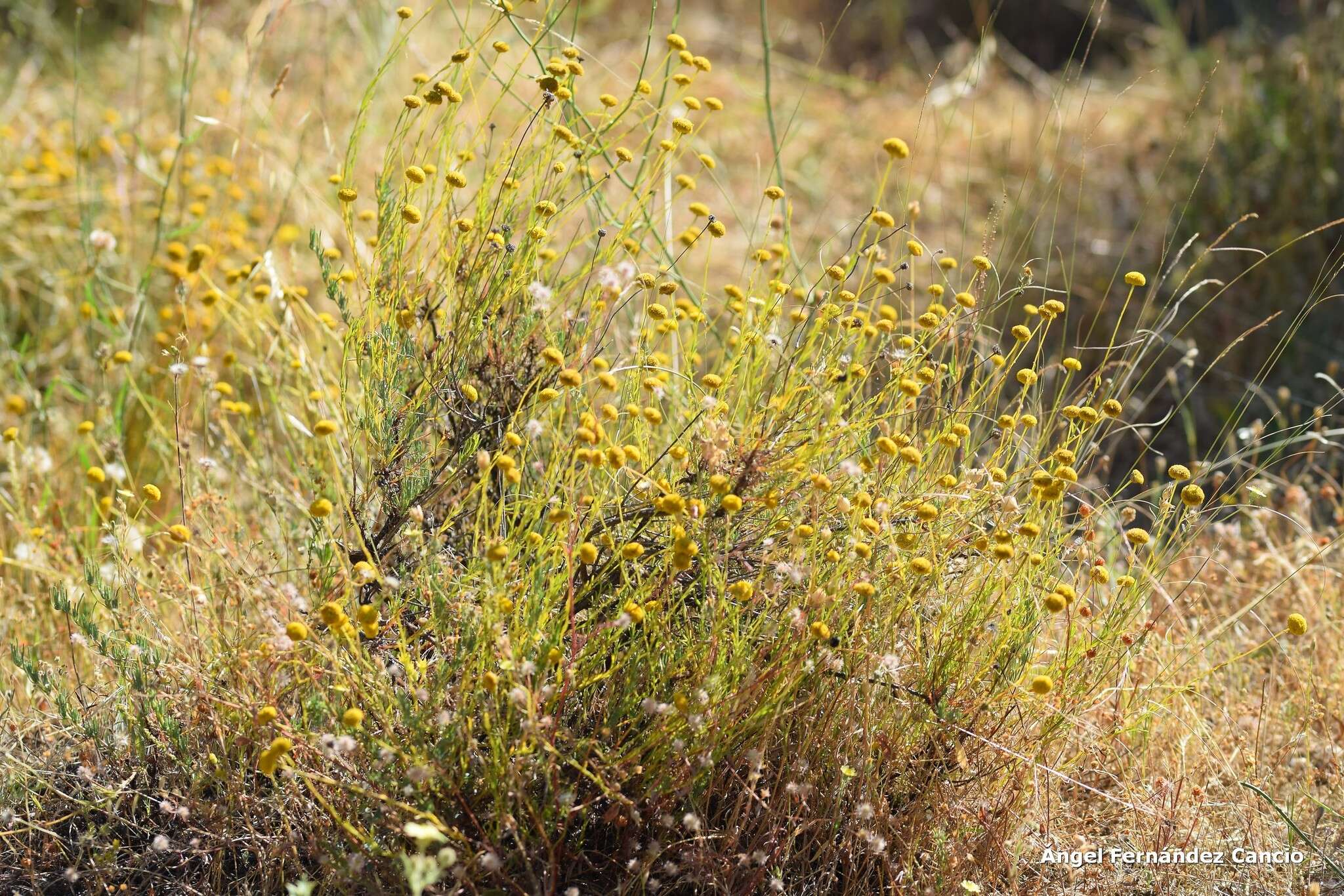 Слика од Santolina rosmarinifolia L.