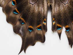 Sivun Papilio pericles Wallace 1865 kuva