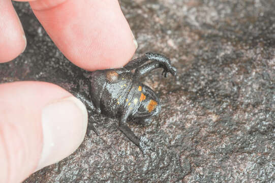 Image of Bush Toads