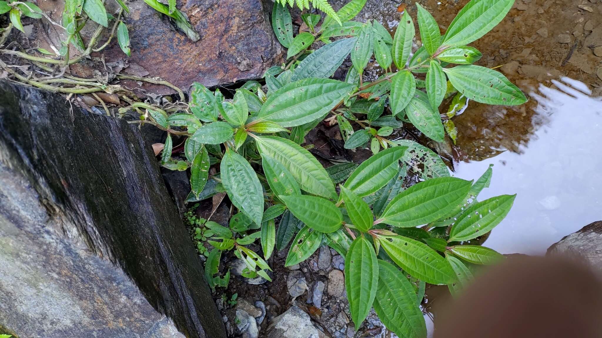 Sivun Pilea rotundinucula Hayata kuva