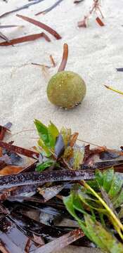 Image of Codium mamillosum Harvey 1855