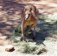 Image of kangaroo