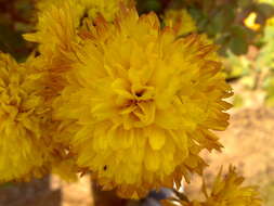 Image of florist's daisy