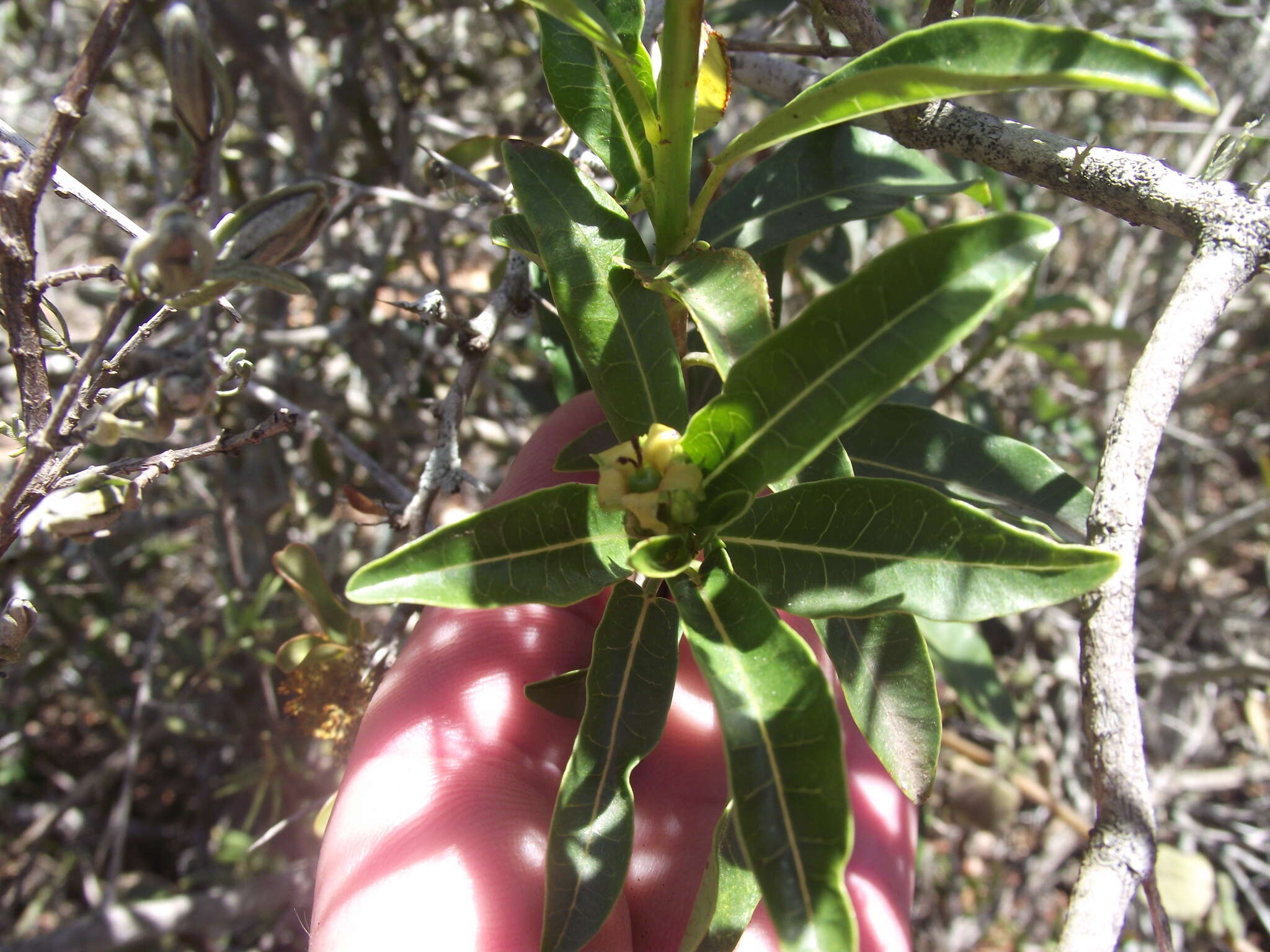 Image of Jatropha capensis (L. fil.) Sond.